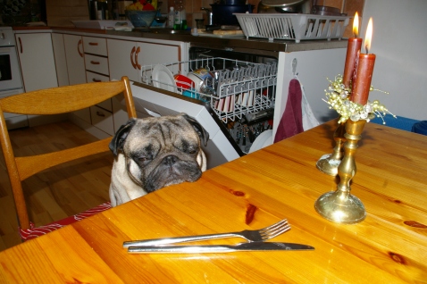 Pug leaning chin at dinnertable